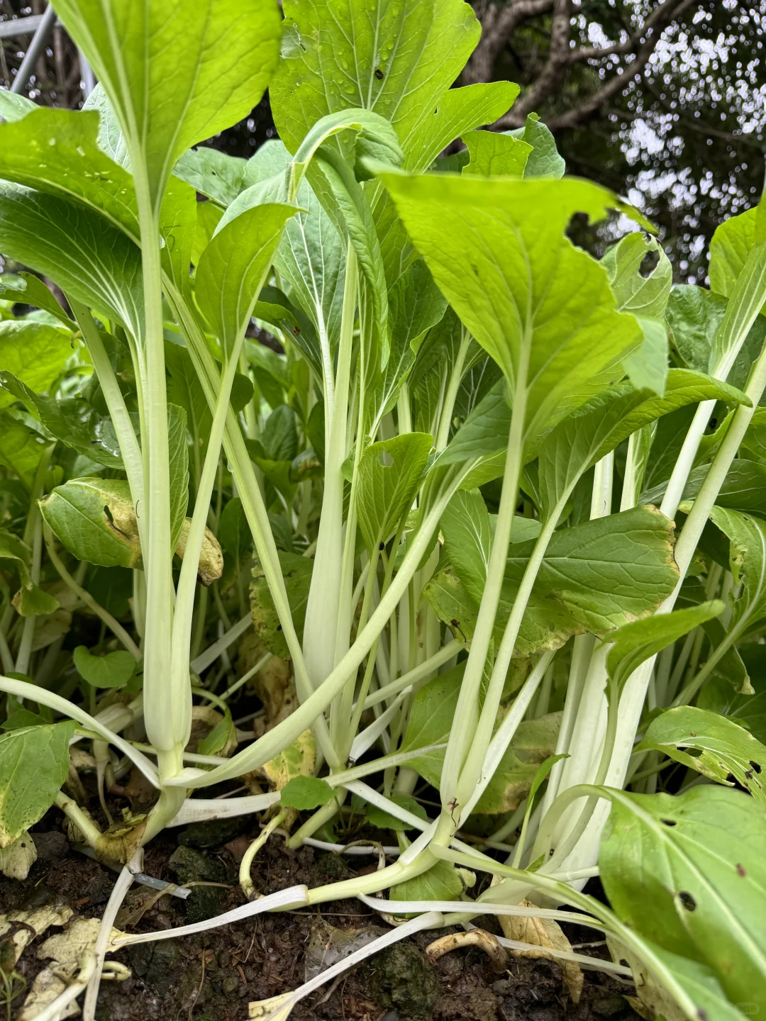 ?冬日农场蔬菜合集来啦！