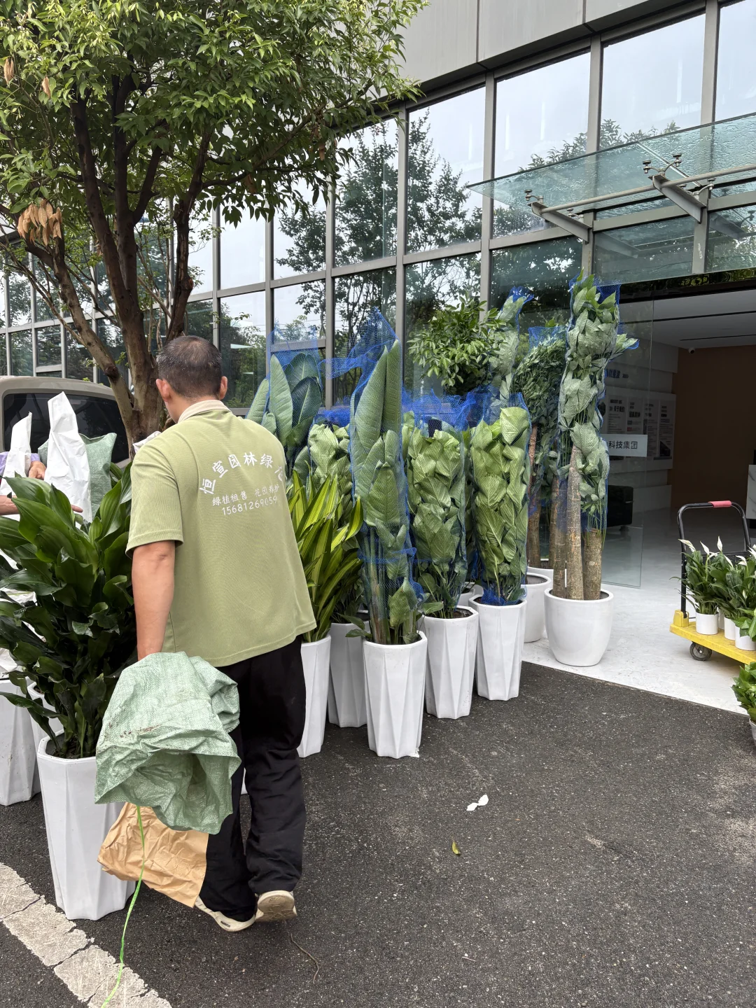 买到超好看的绿植！?