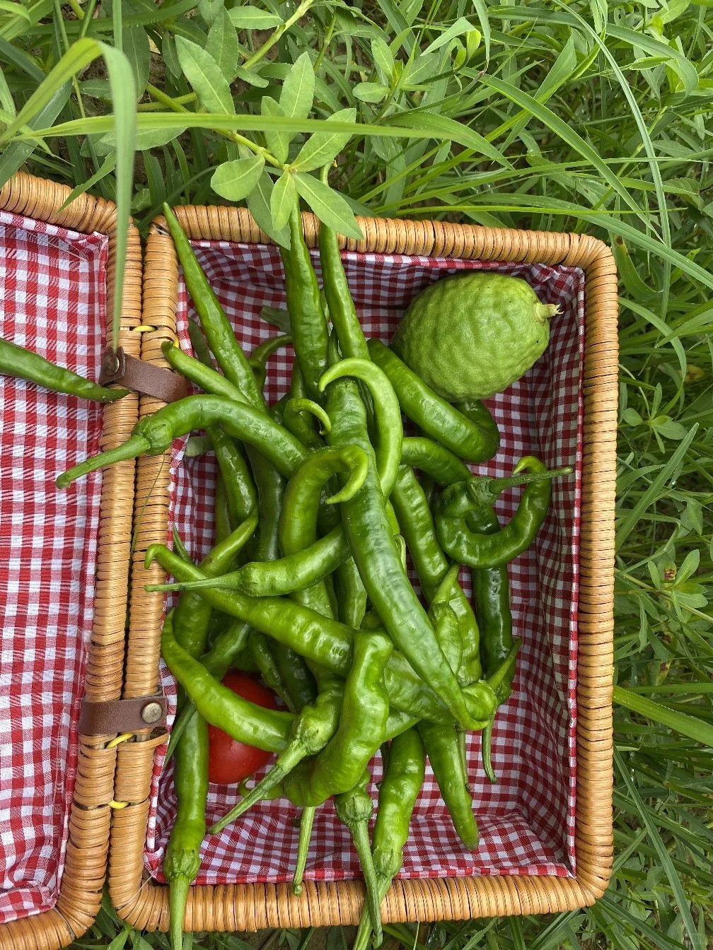 绿色田园与大龄青年