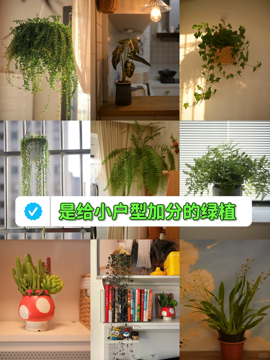 超适合小空间的垂吊植物搭配,简直美翻了心