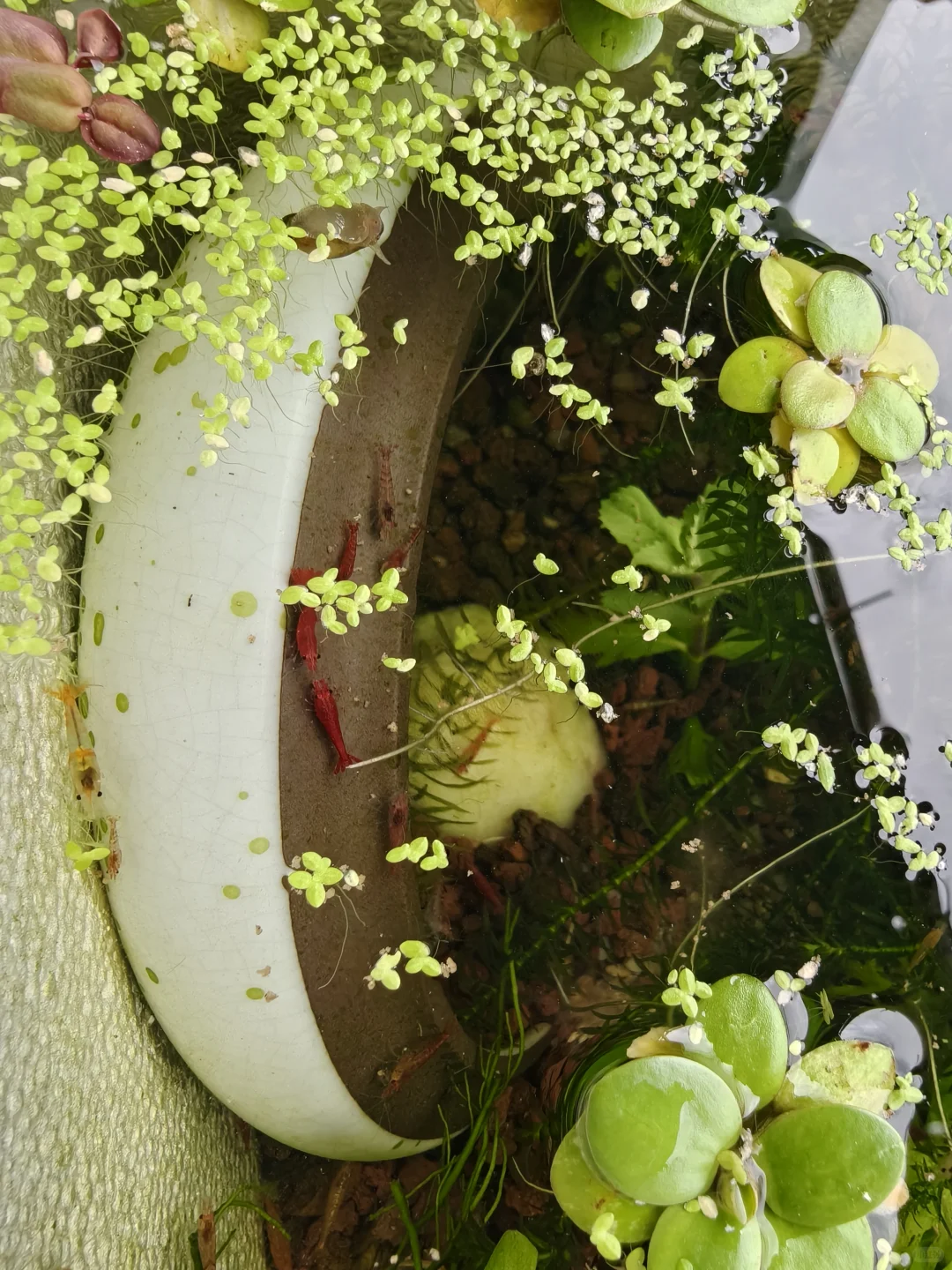 朝阳行业?我的新农人日记✨