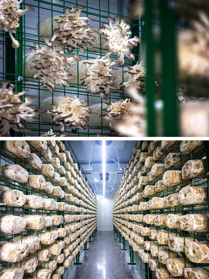 从产业价值看：为何要大力发展食用菌产业