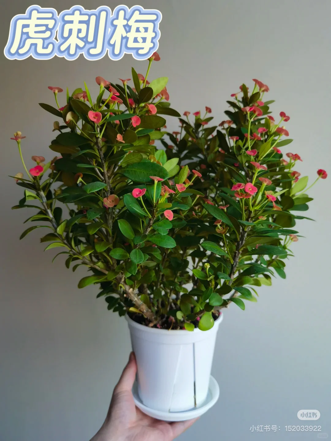 4种懒人开花植物?30天不浇水也能活！