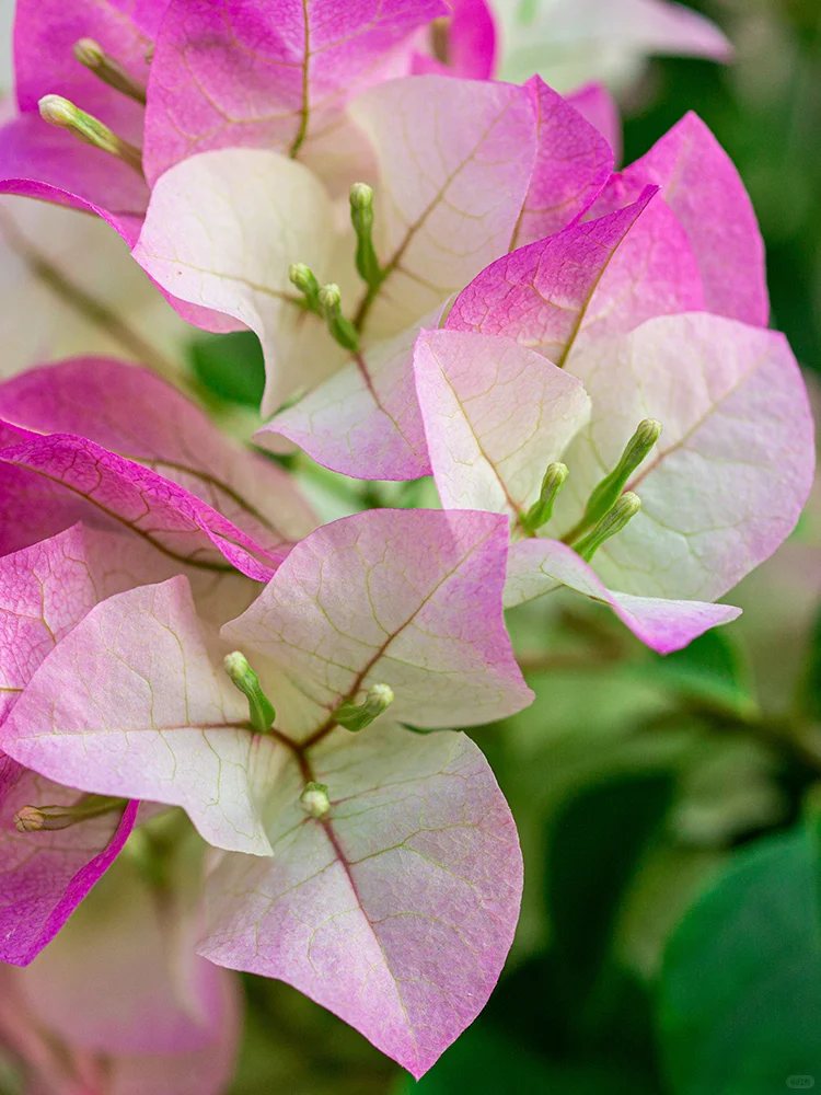 ?带盆栽好！法式小香风绿樱三角梅上新