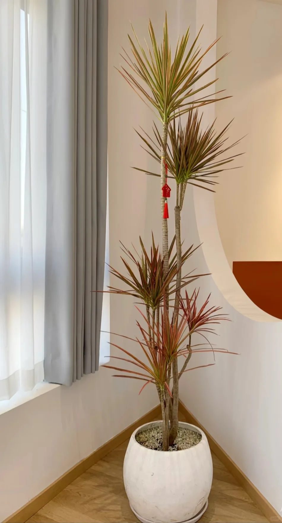 行政必看~深圳绿植租赁、绿植租摆