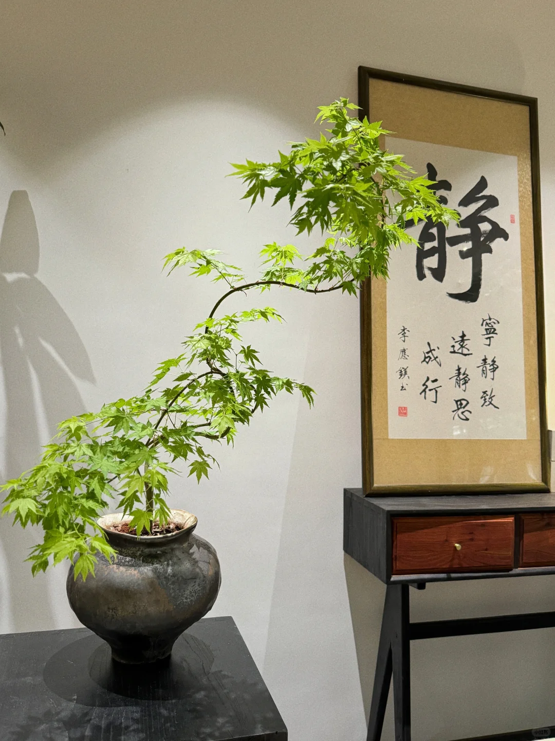 茶室必入绿植盆栽