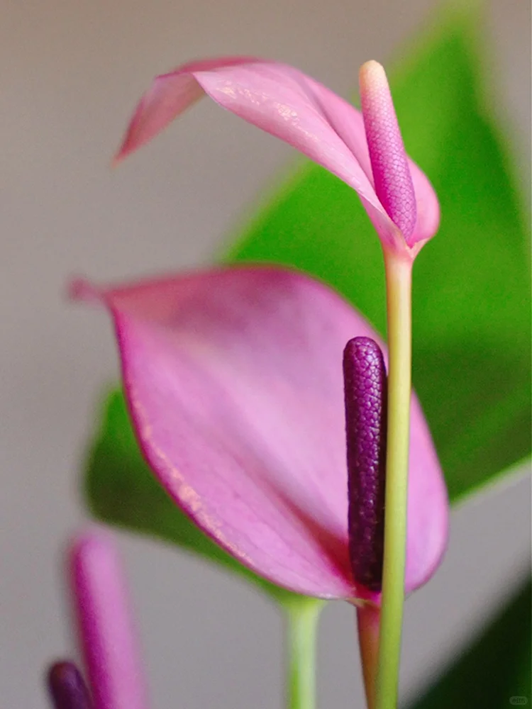 见者好运！紫气东来，好事将要发生！✨