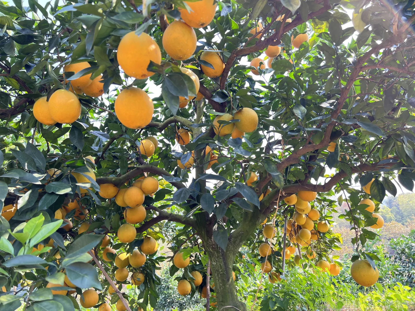 赣南脐橙代理招募|甜蜜事业等你加入