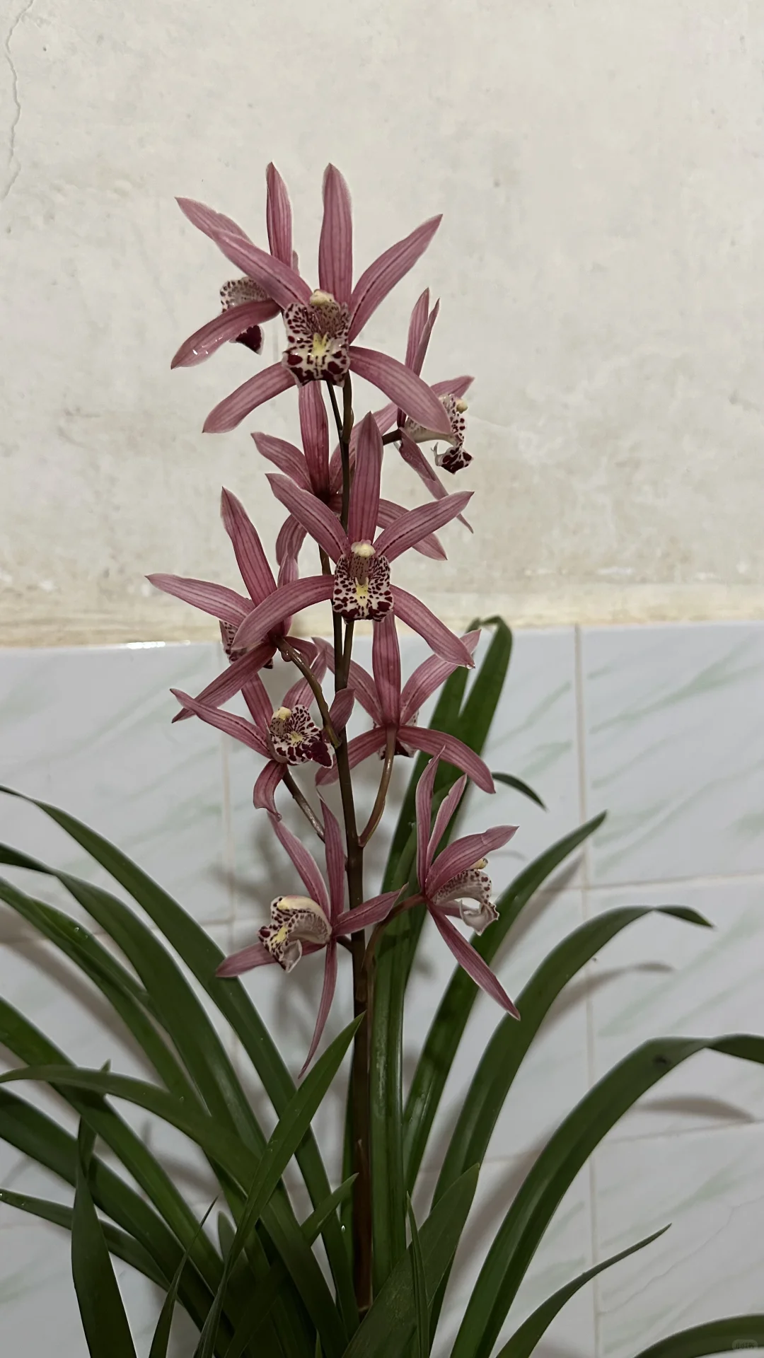 免费送花有喜欢的联系