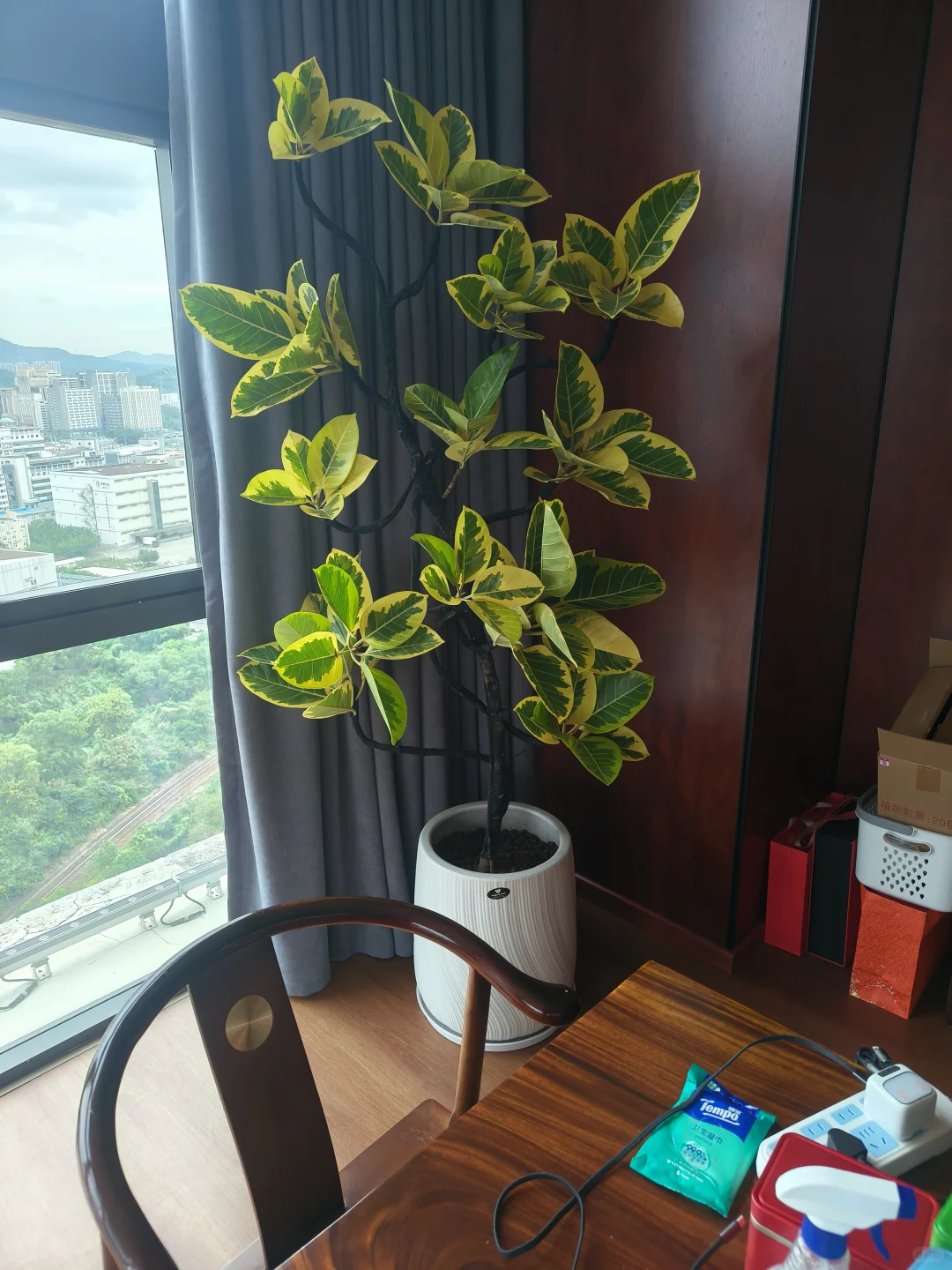 行政必看~深圳绿植租赁、绿植租摆