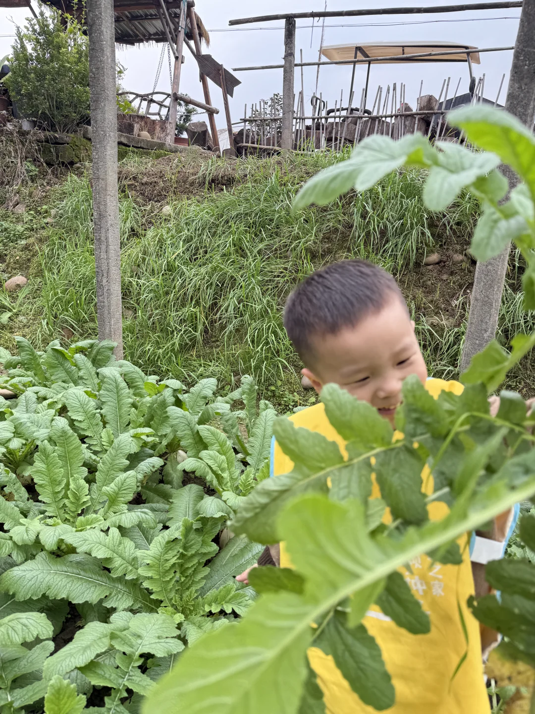 亲子游 | 巴南中坝岛 蔬菜采摘