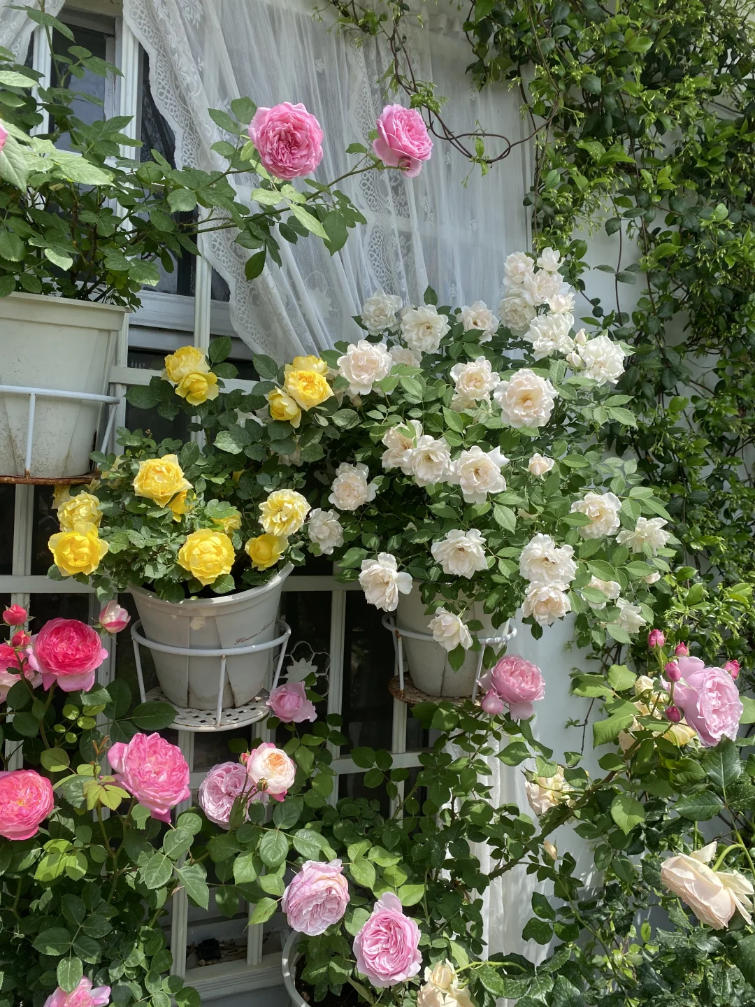 分享一下自己的月季养护经验