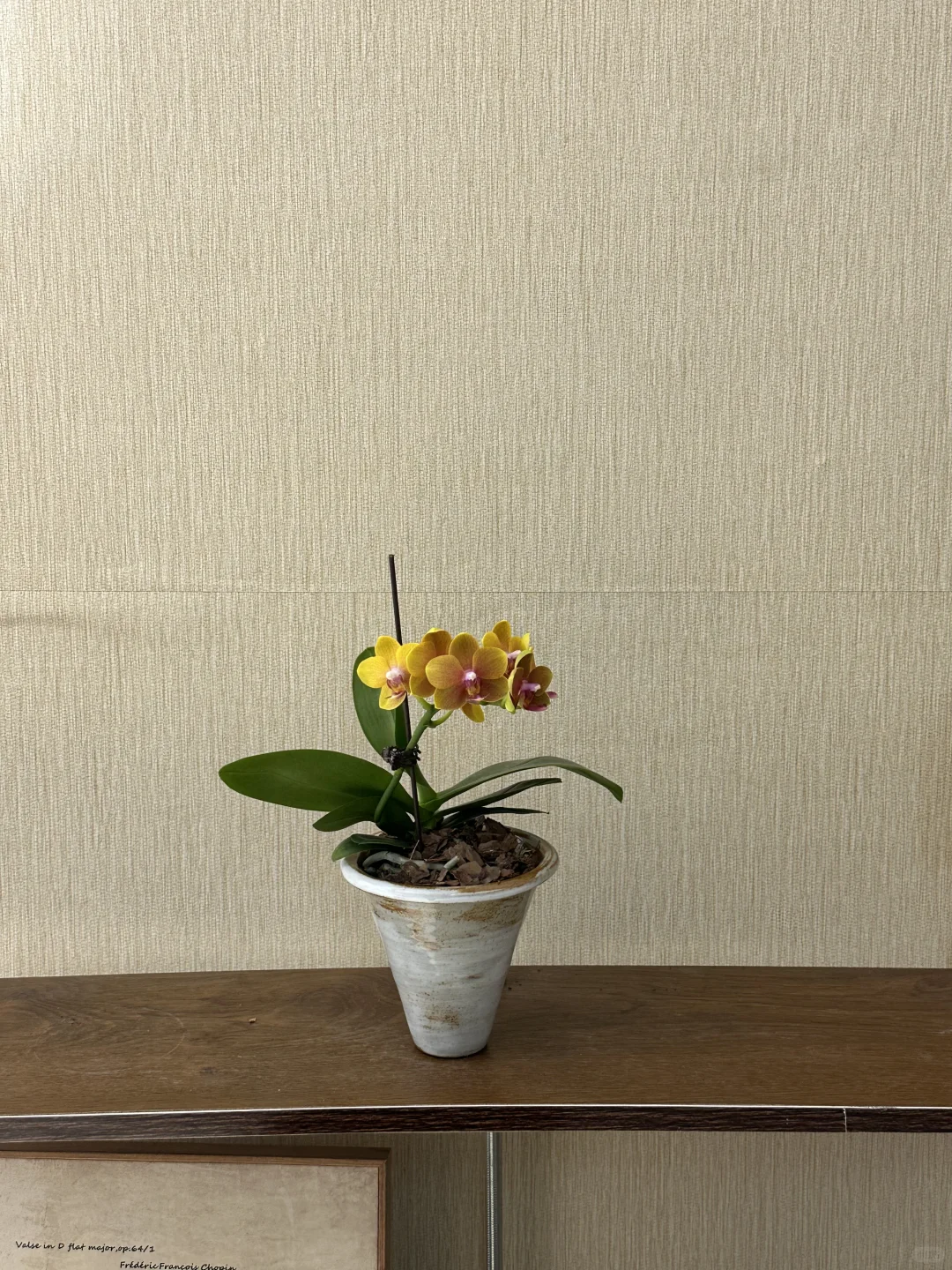 平价中古风绿植分享?