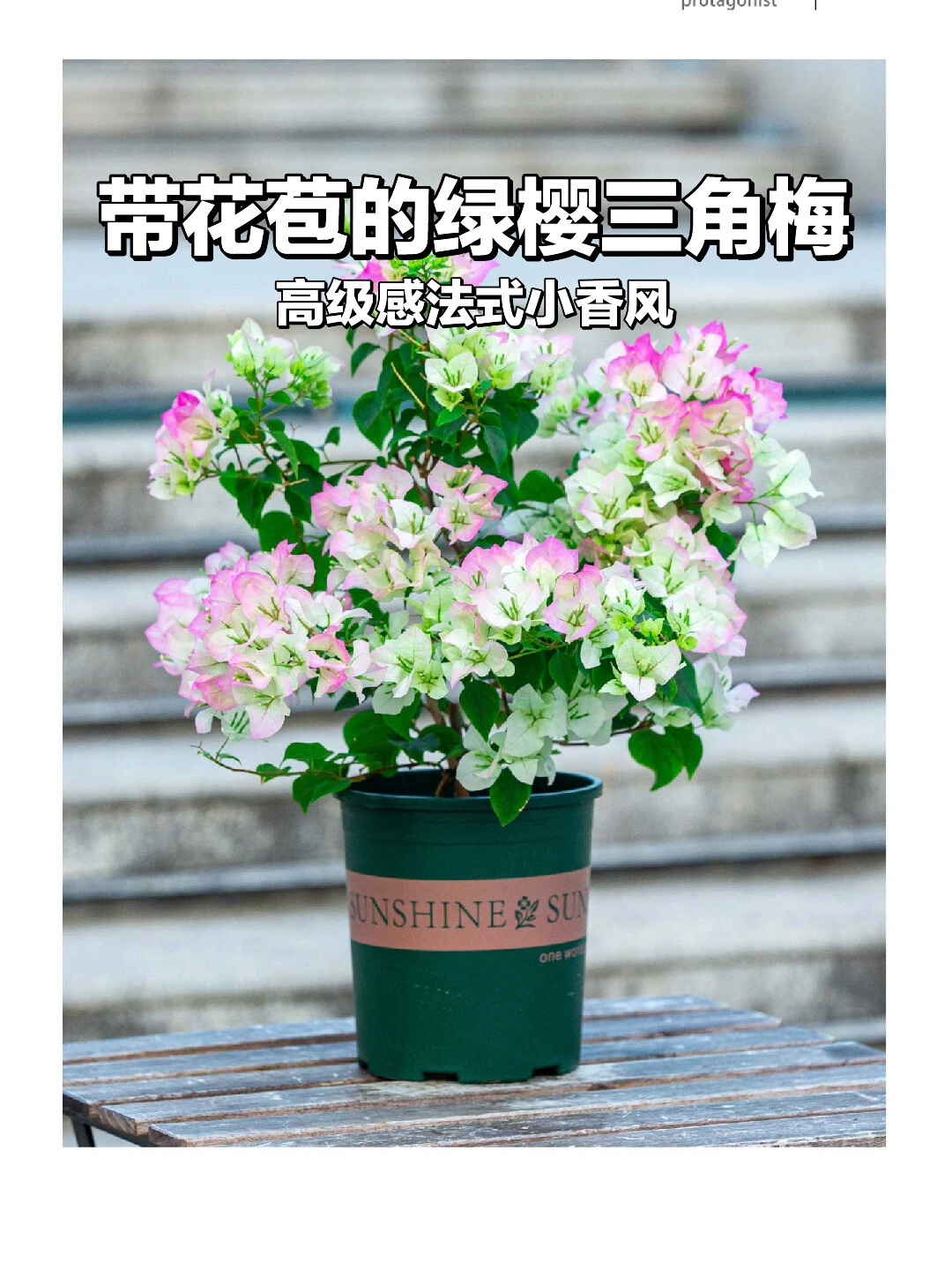 ?带盆栽好！法式小香风绿樱三角梅上新