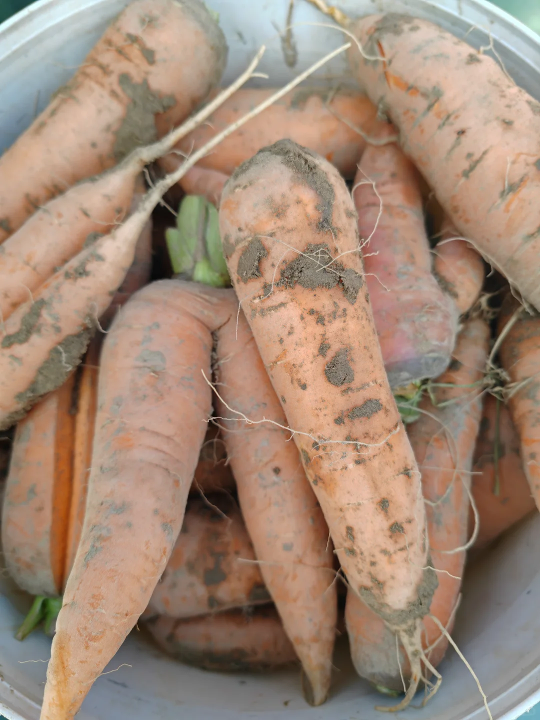 11.10?，超级营养的胡萝卜捡起来