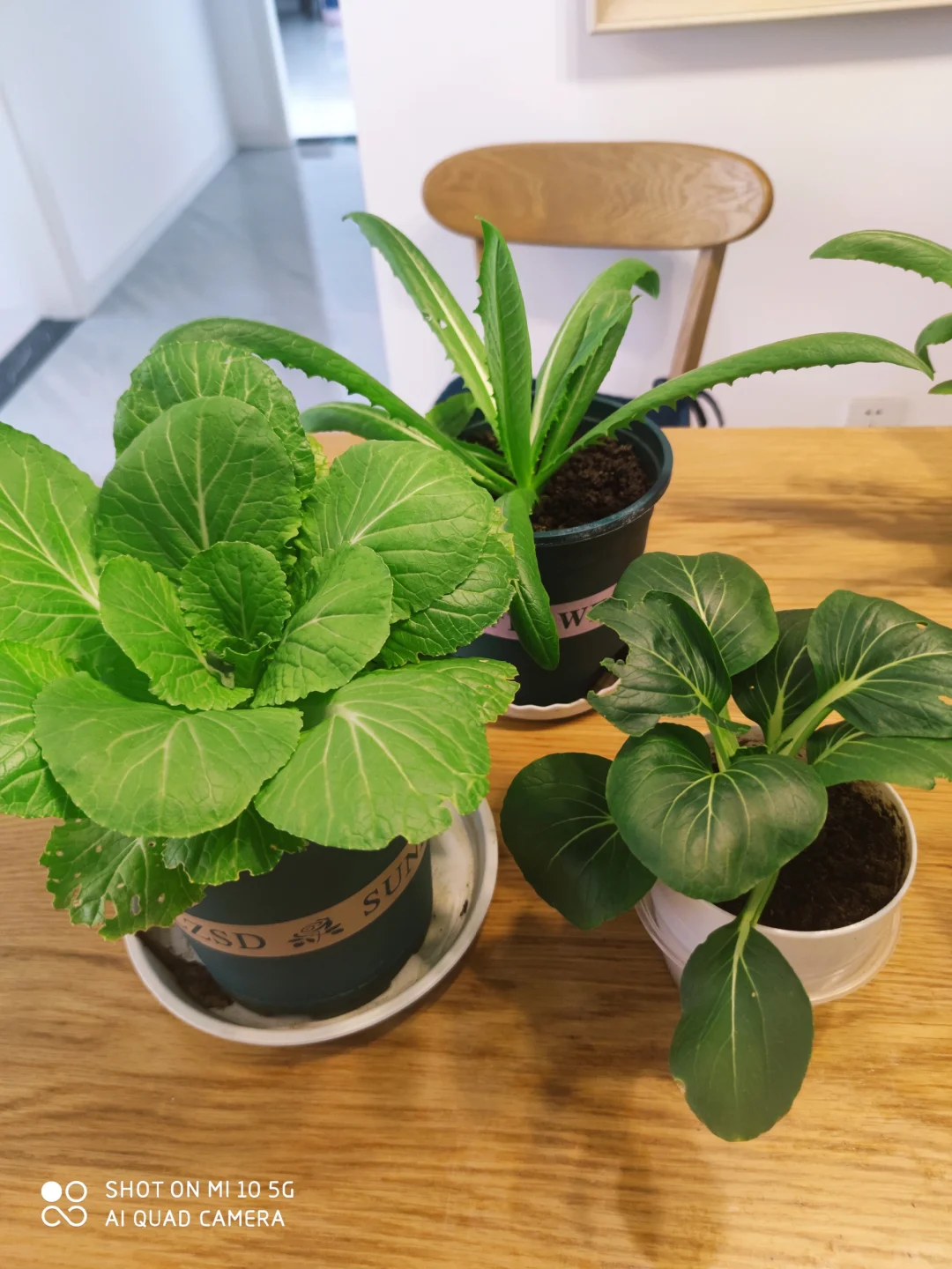 阳台种菜大全。