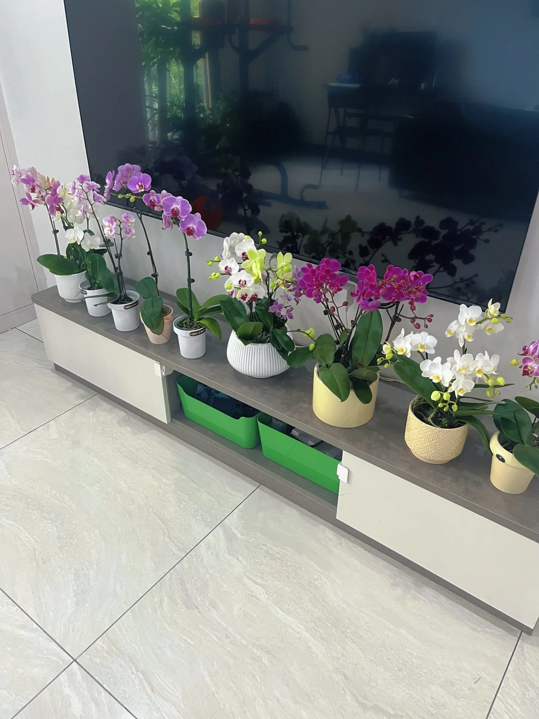 入蝴蝶兰坑才知！养它4招超关键?