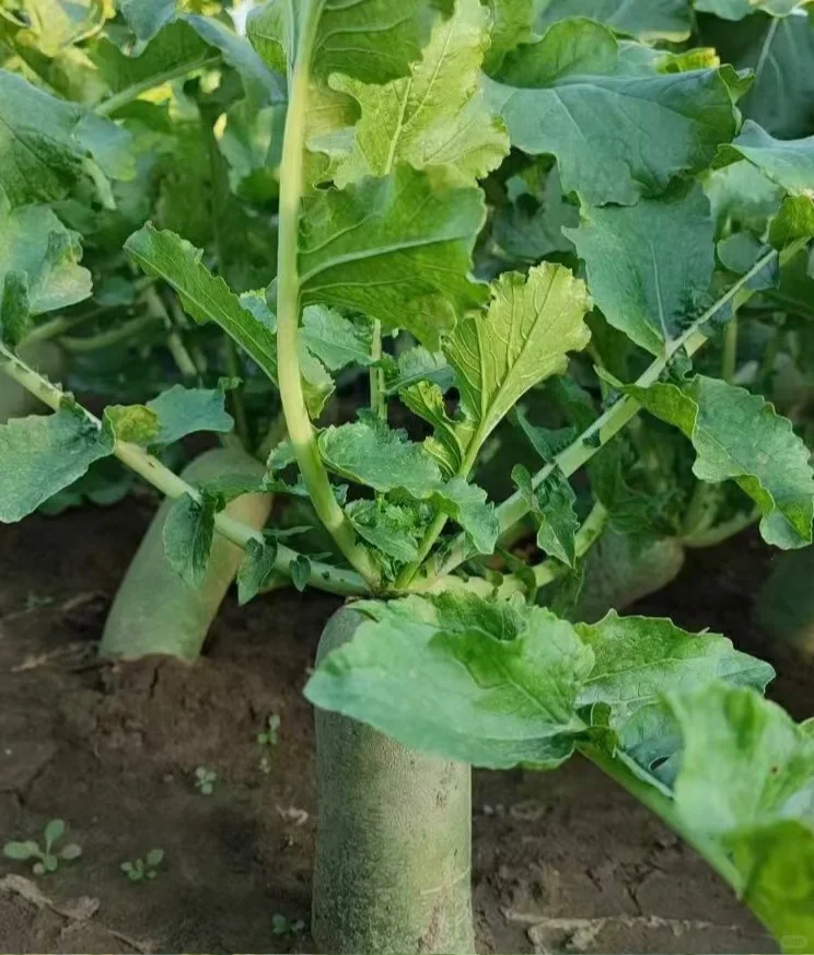 绿油油的大萝呗