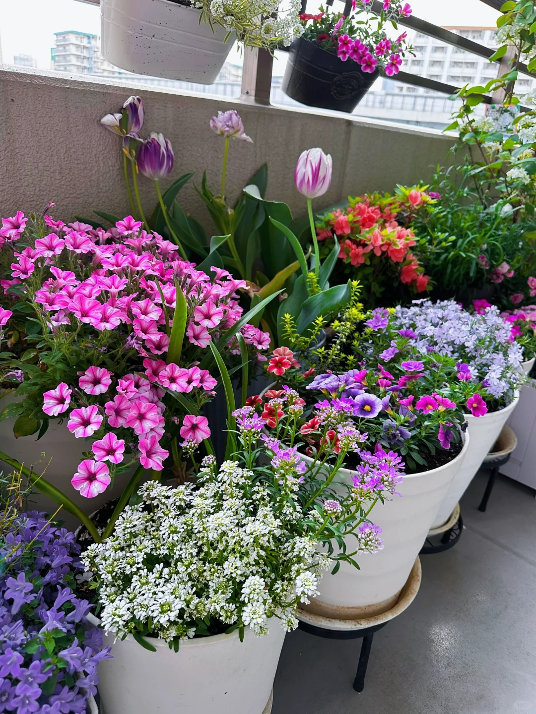 我种了一阳台的花，也不知道叫什么名字