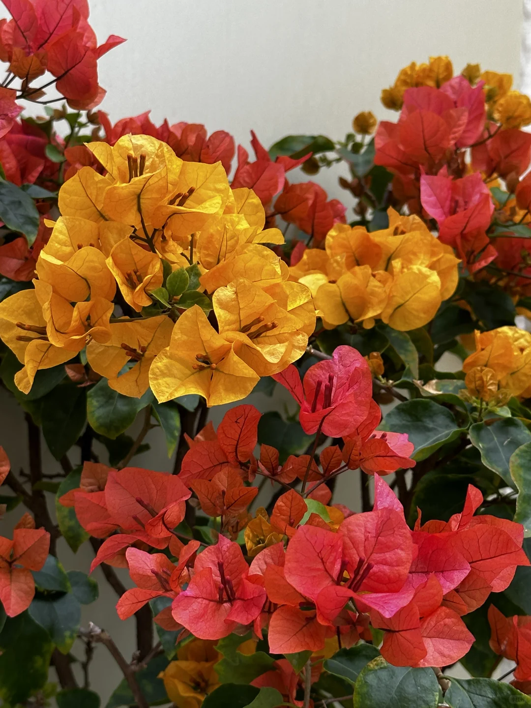 家庭花草种植交流