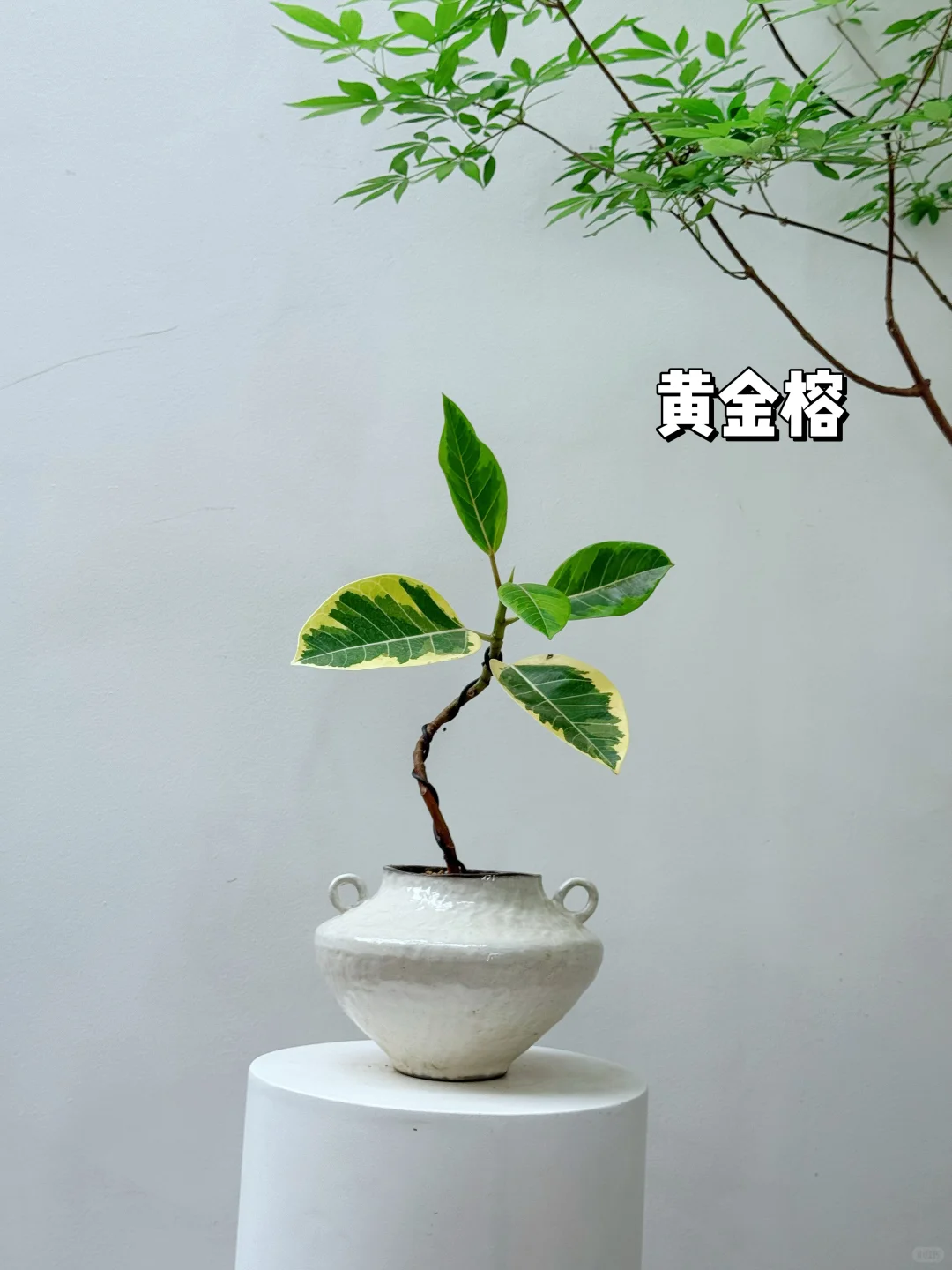 2025年最受小仙女喜爱的10款盆栽它来了❗️?