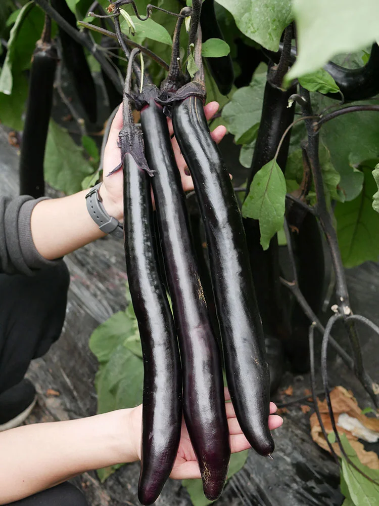 2月种菜黄金期，全品类蔬菜种植指南来啦