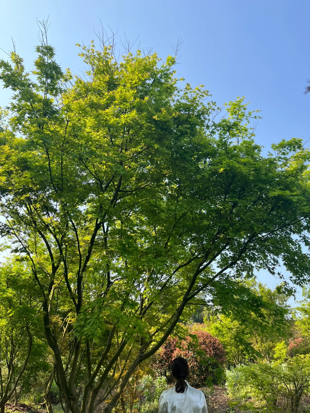需要一个大院子