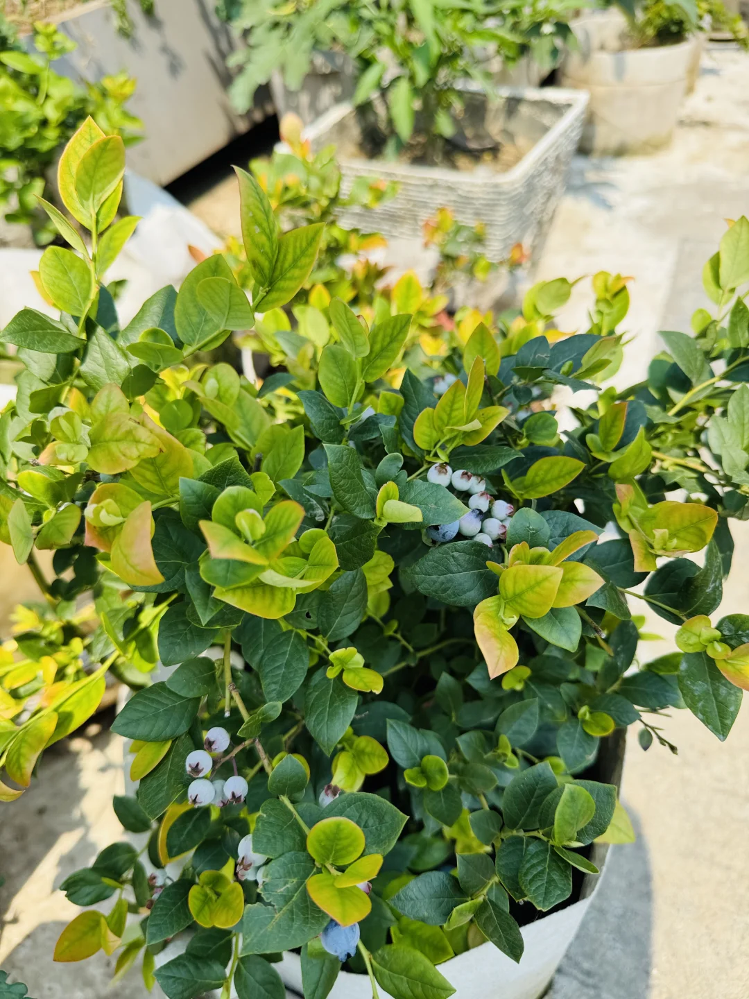 春播的蔬菜开始陆续长大了