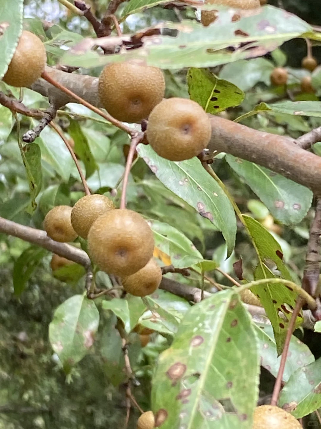 满山的棠棣果。据说棠棣是现在梨的祖先