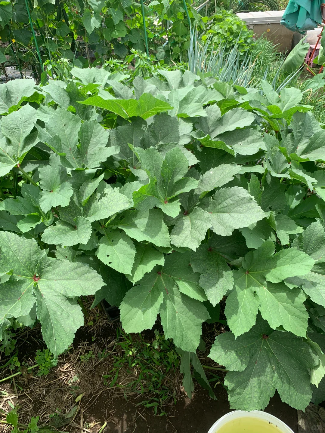 小小菜地，收获多多