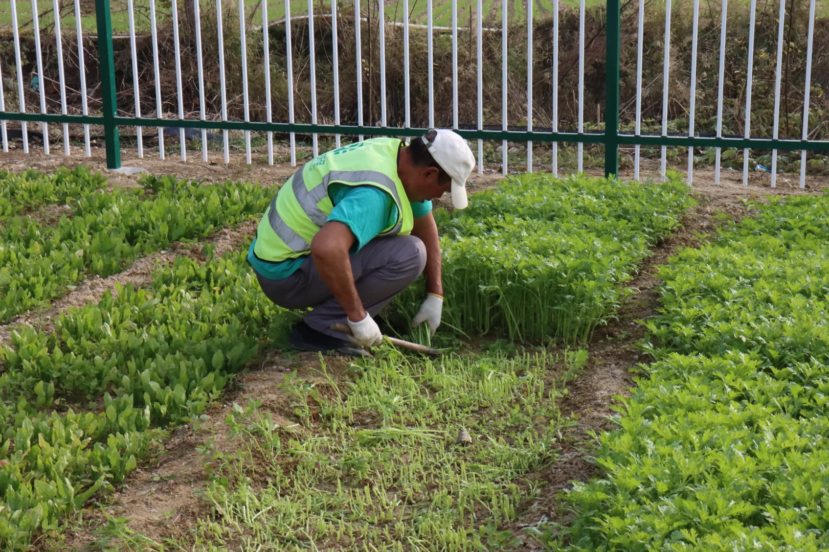 农村生活污水治理资源化利用“最好的方式”