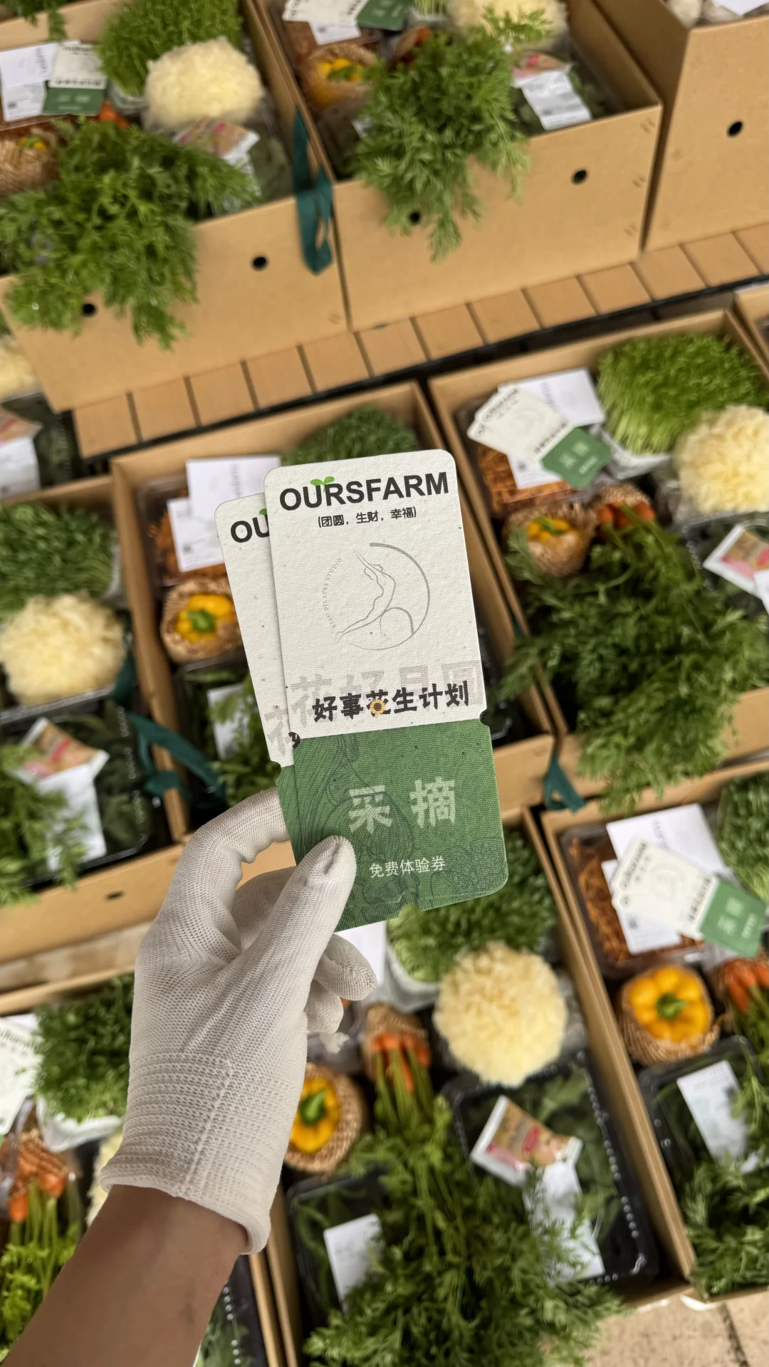 蔬菜盲盒开箱！有机种植的菜菜都有什么！春笋