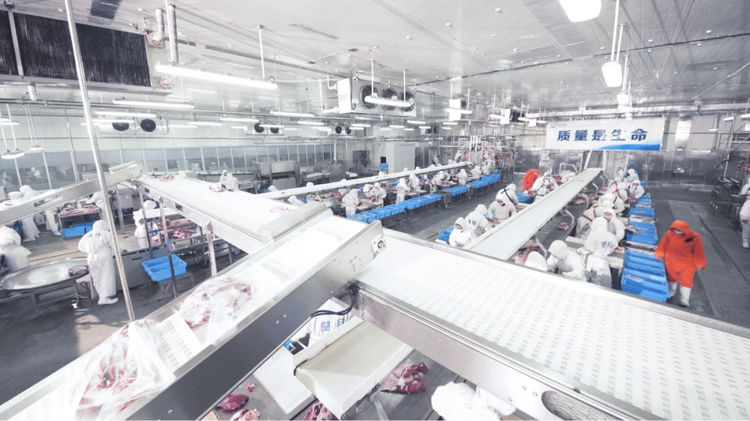 走进“牛肉超级工厂“探秘肉牛产业”