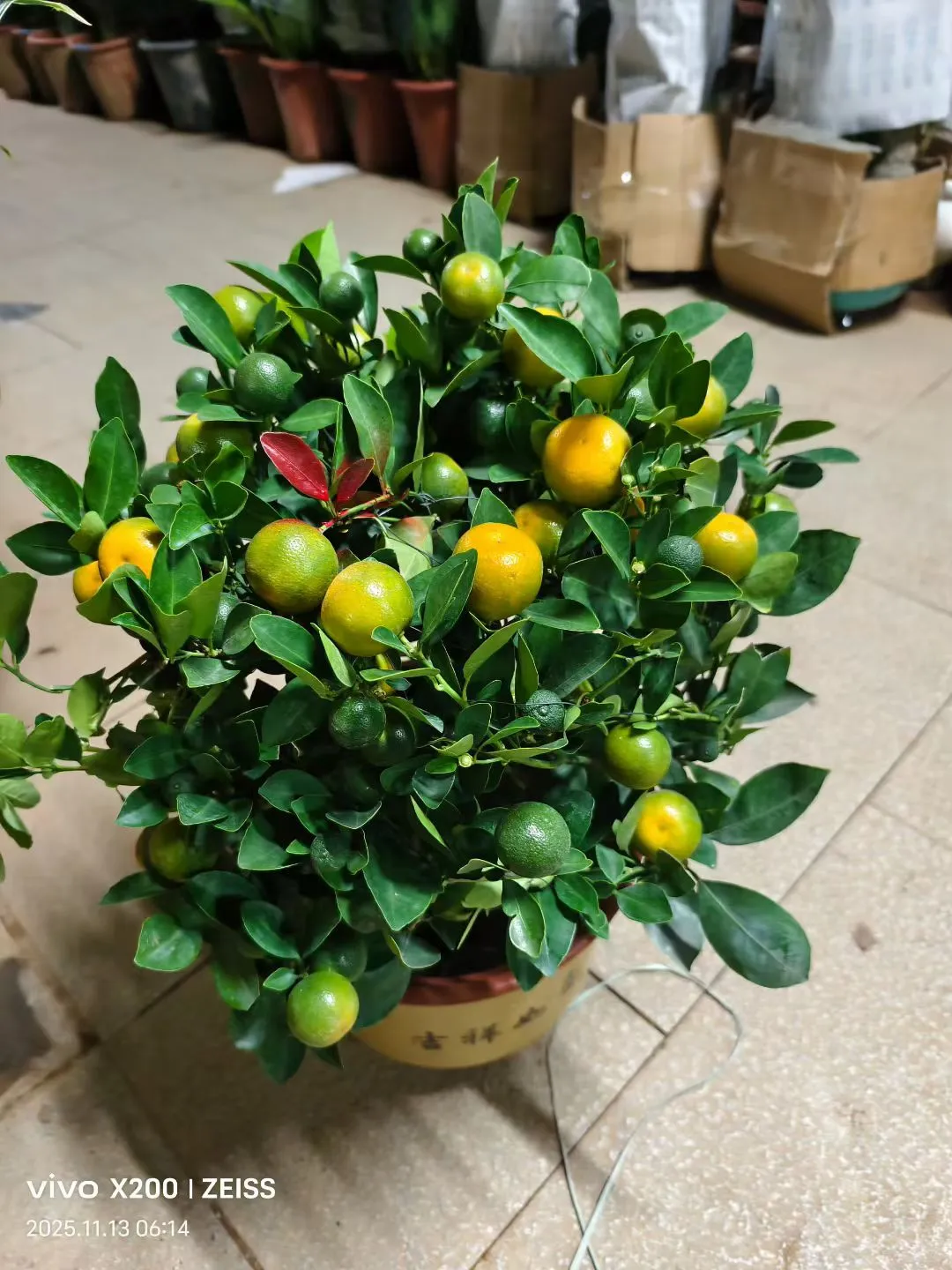 北京鲜花租摆，花卉租赁，绿植租摆公司