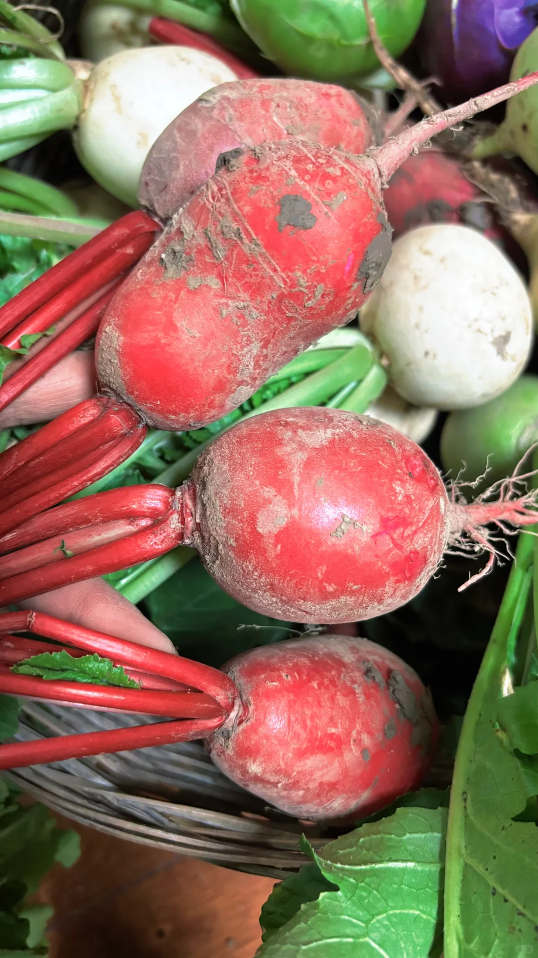 冬季菜园子能收什么菜呢？