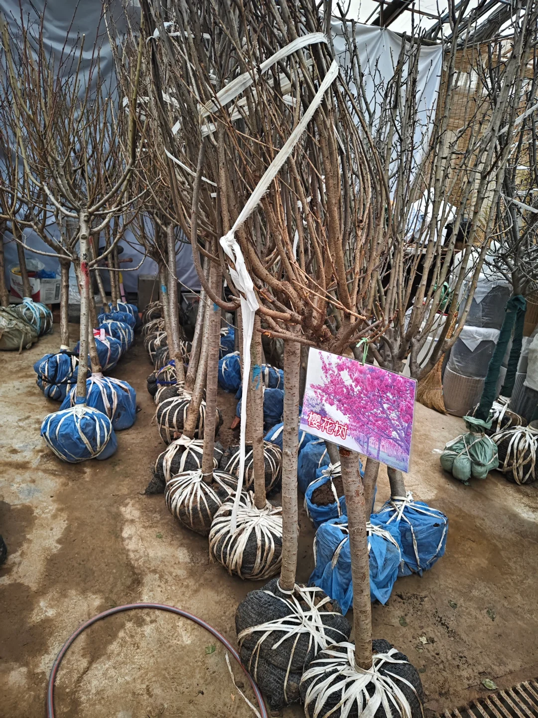 银川需要种树的小伙伴们看过来