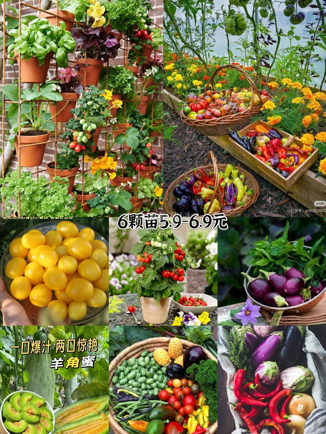 40+品种蔬果苗集合！一键开启都市田园梦