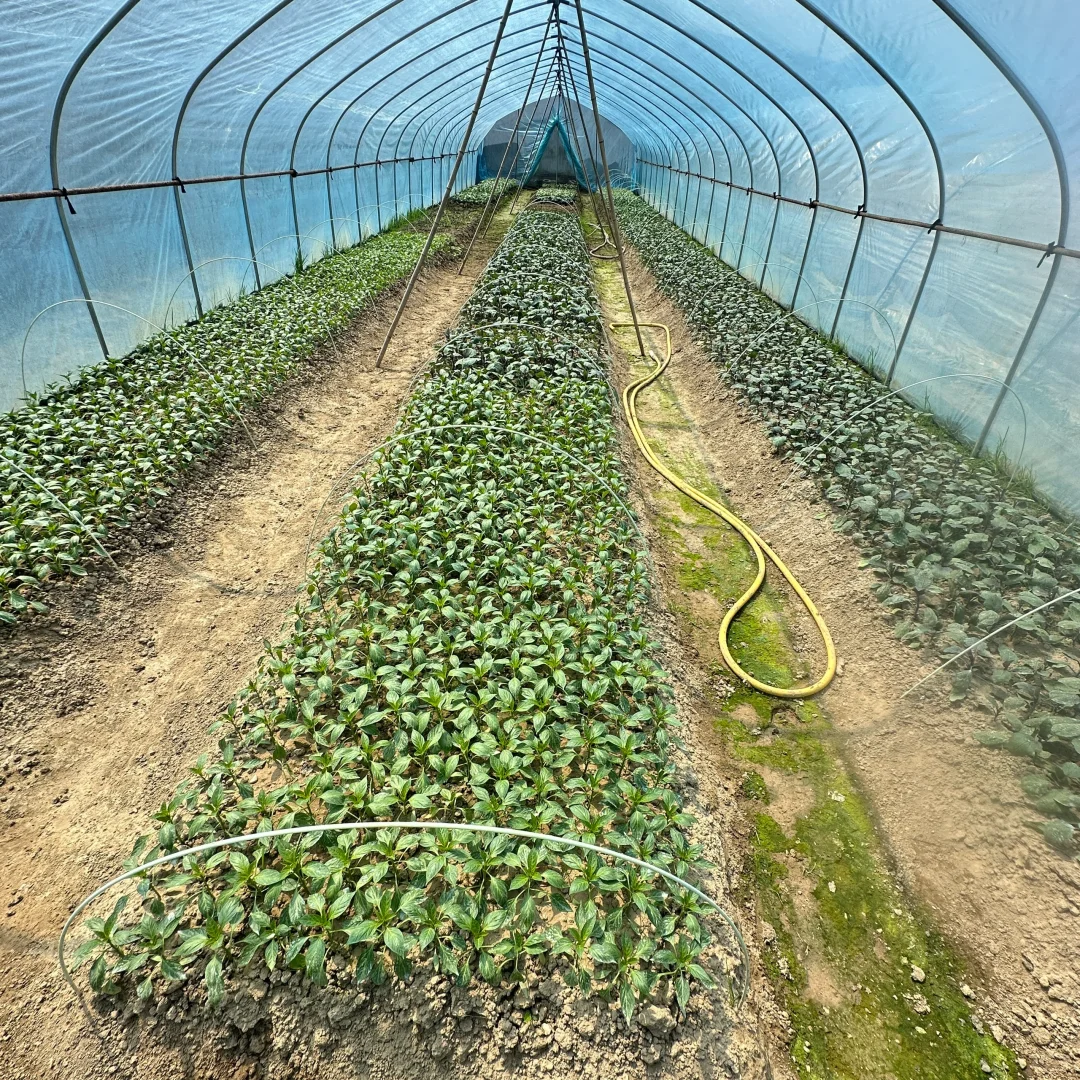 春播正在抓紧进行中?