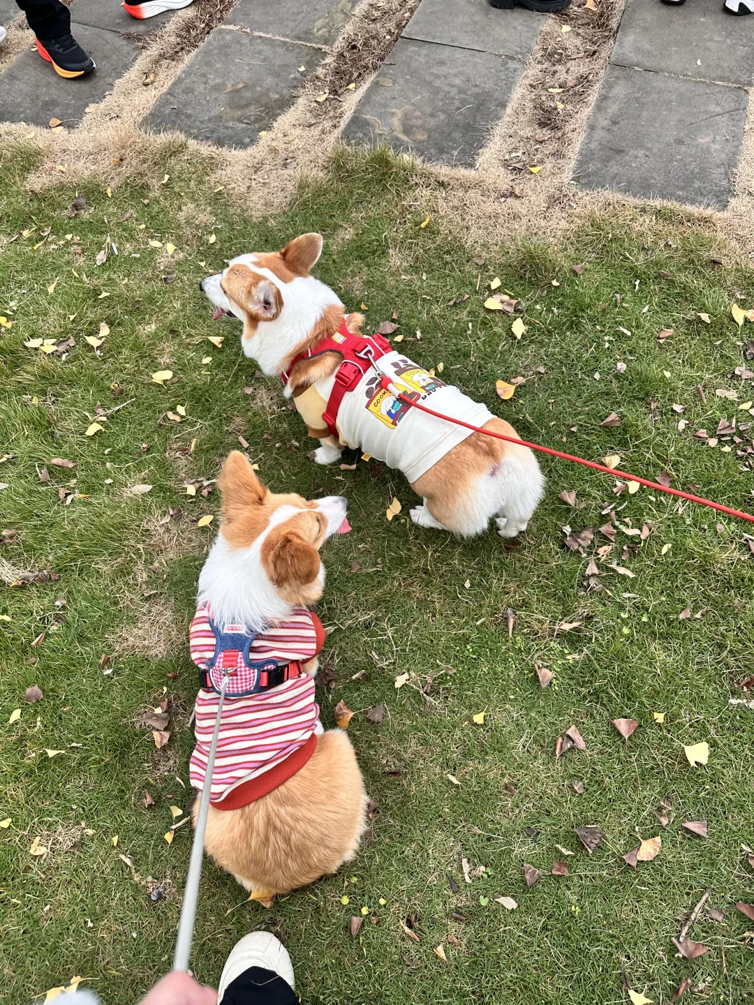 带着小狗探索世界