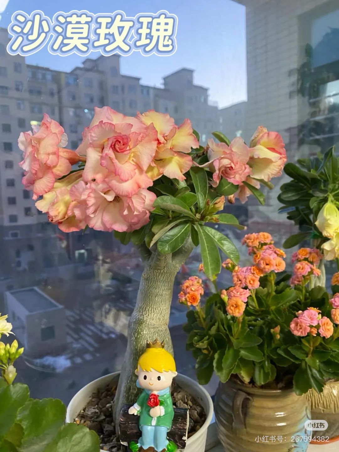 4种懒人开花植物?30天不浇水也能活！