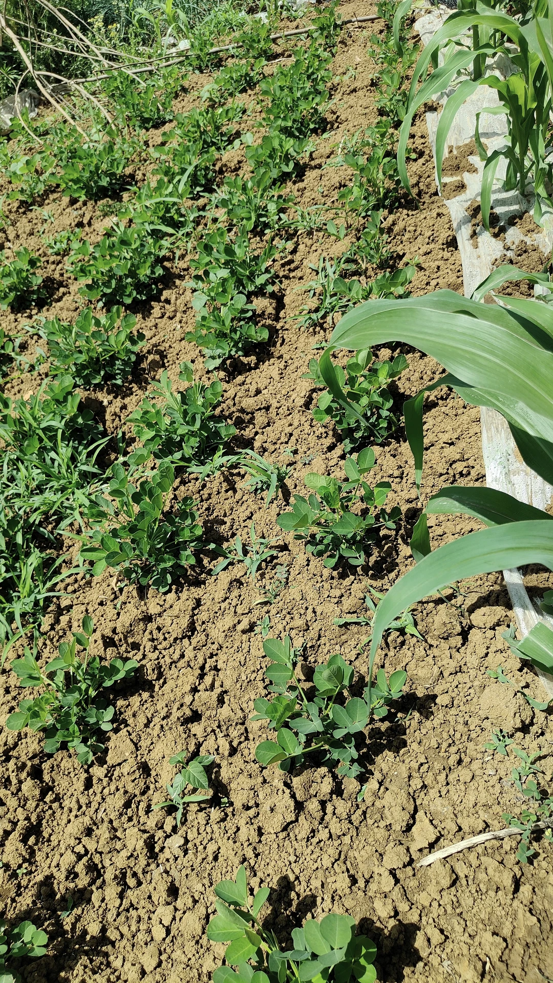 菜地各种蔬种下已经一个多月，静待开花结果