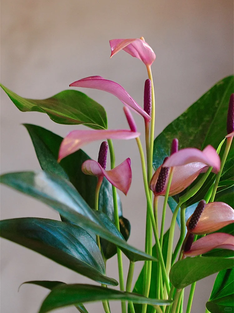 ?送人就送这个❗️皮实、好养、不长虫