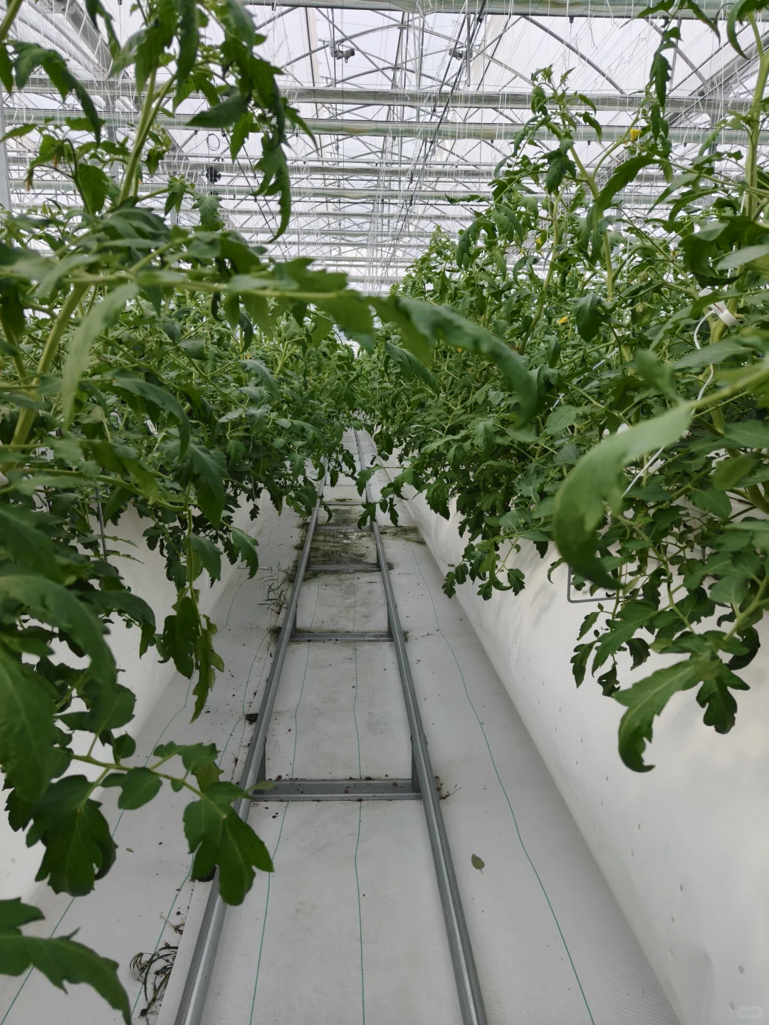 朝阳行业?我的新农人日记✨