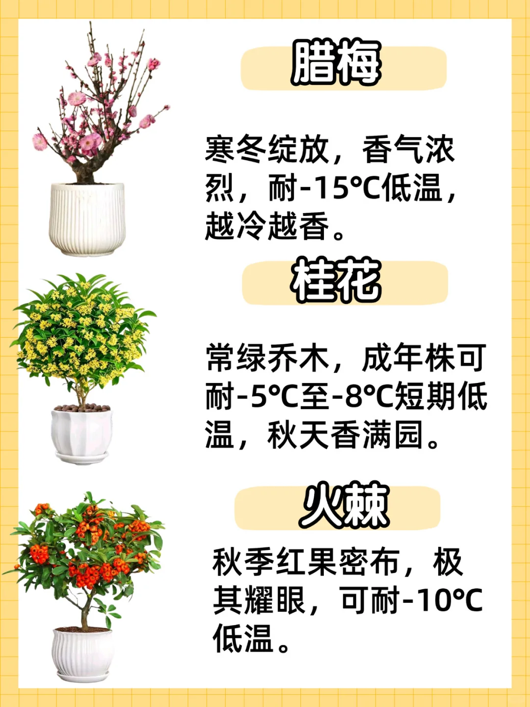 秋冬耐寒植物合集