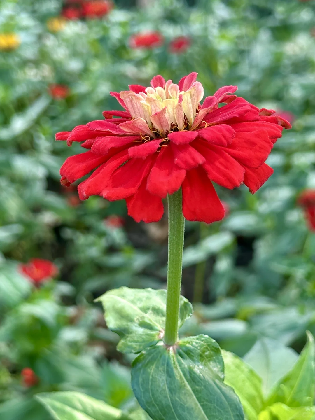 百日菊
