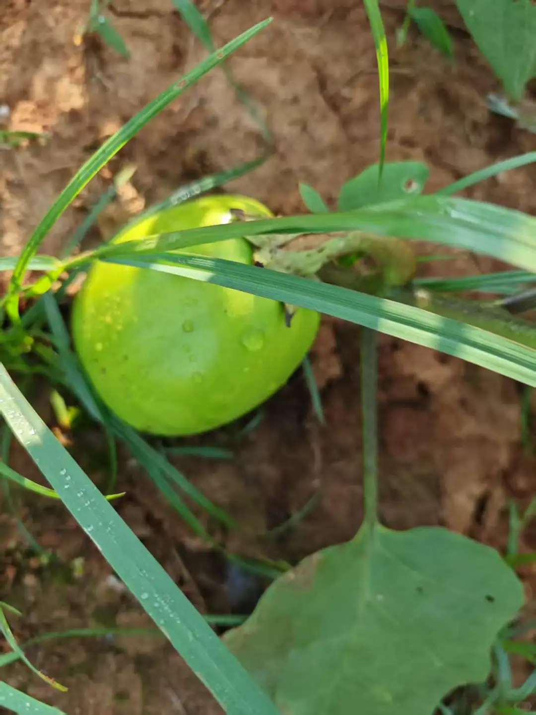 春季的播种迎来了夏季的丰收，自给自足真好