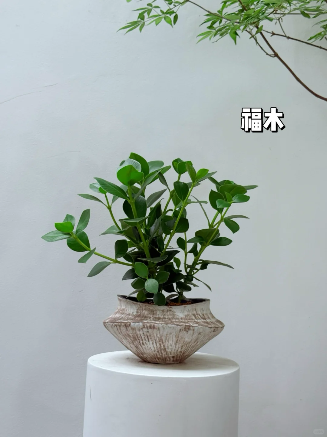 2025年最受小仙女喜爱的10款盆栽它来了❗️?