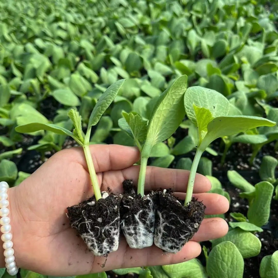 40+品种蔬果苗集合！一键开启都市田园梦