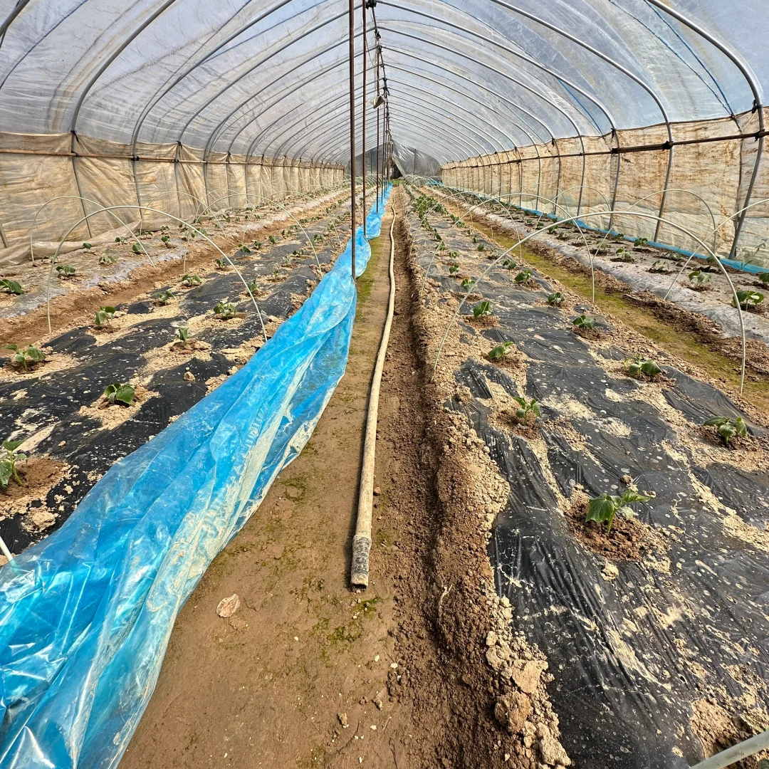 春播正在抓紧进行中?