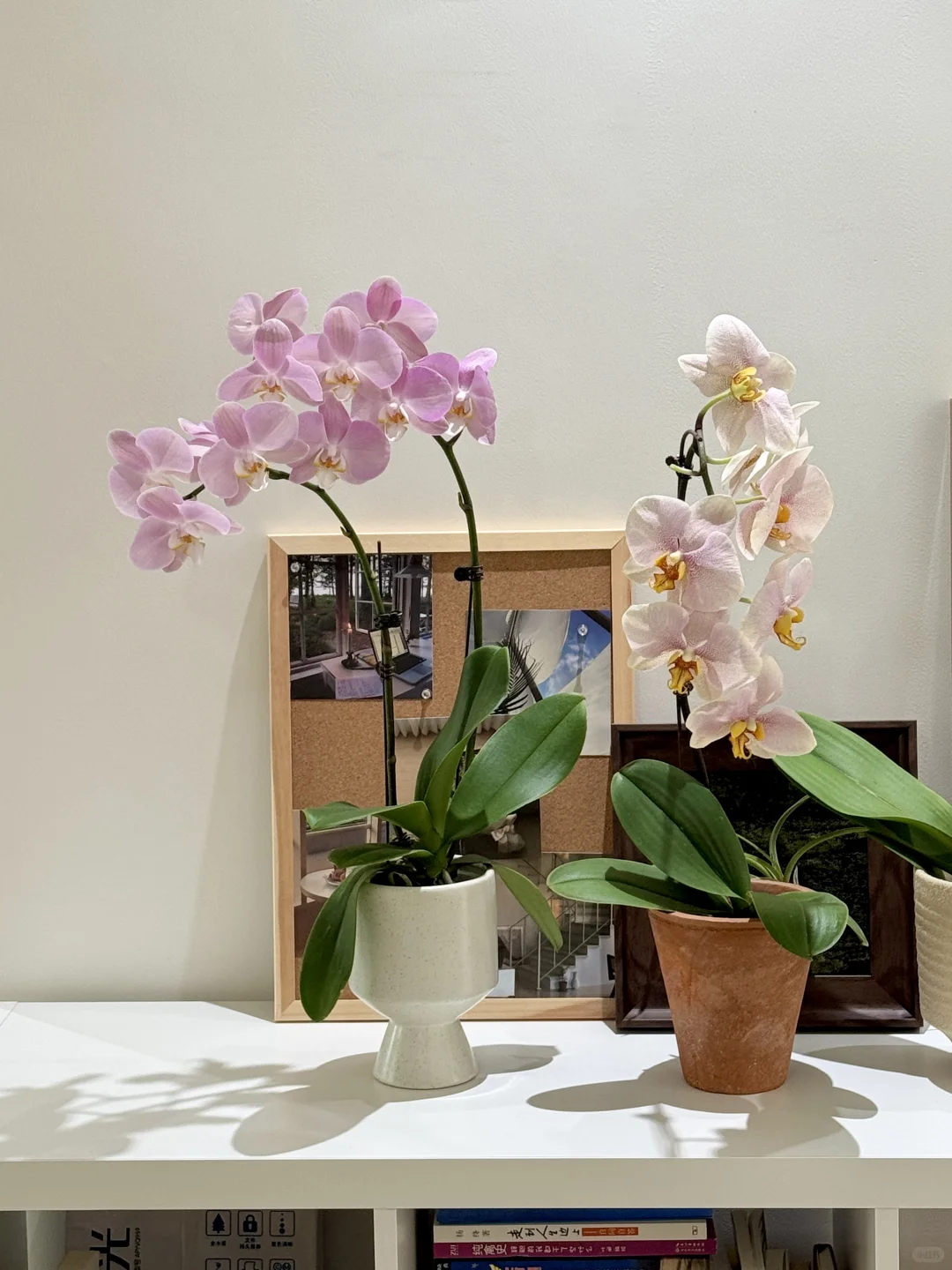 蝴蝶兰-旺宅植物首选